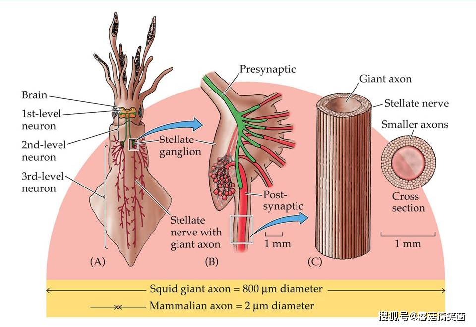 佛瑞亚海拉热管理解决方案：集成式次回路冷却控制中枢