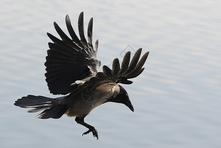 受乌鸦启发 机器人专家开发出可跳到空中飞行的类鸟机器人