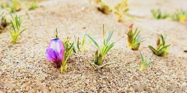 研究人员释放沙漠植物的潜力 用于生产清洁高效能源