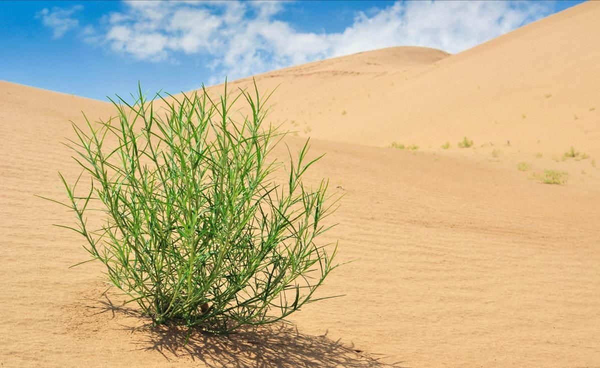 研究人员释放沙漠植物的潜力 用于生产清洁高效能源